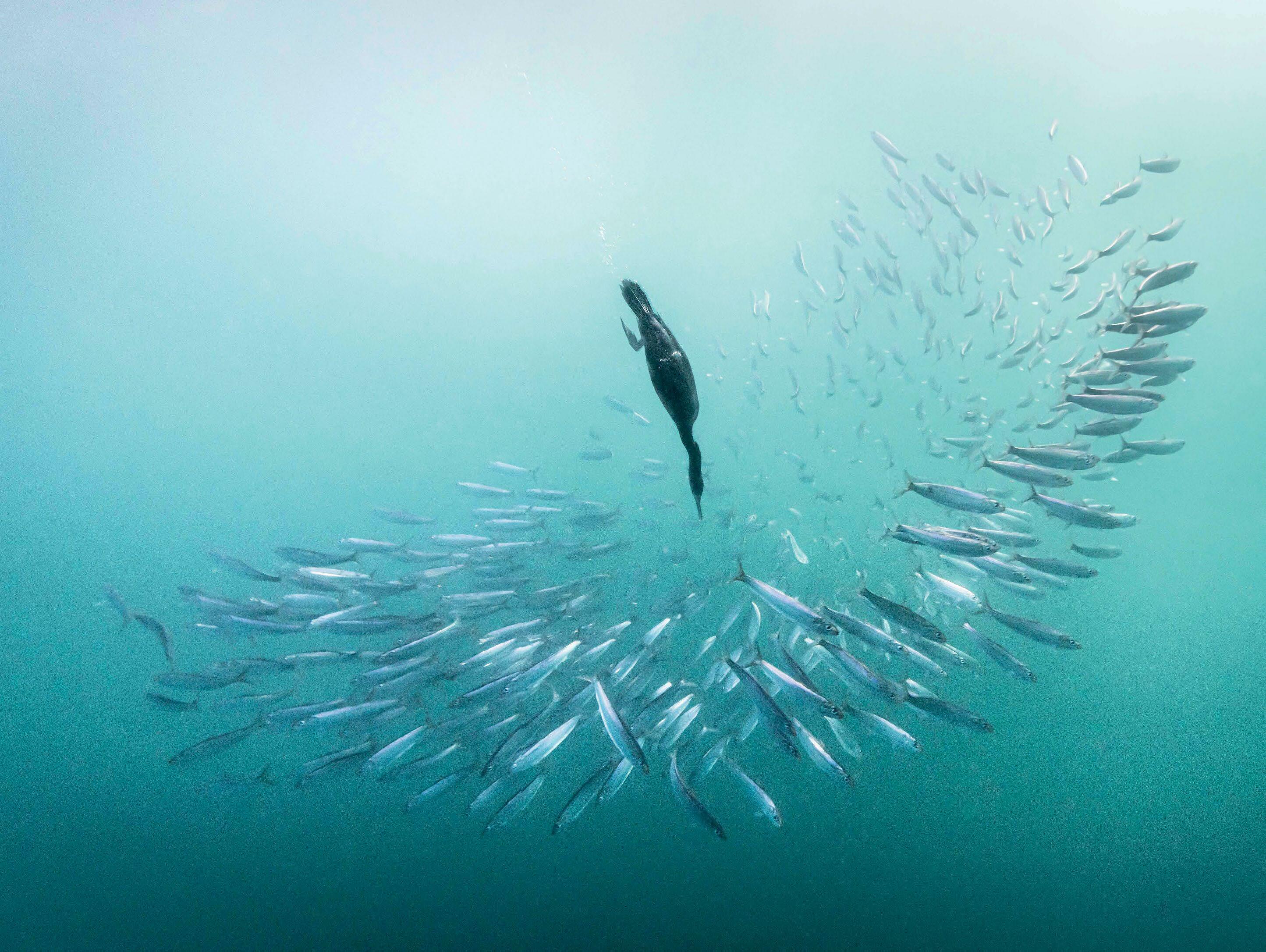 FRAMING wild feathers