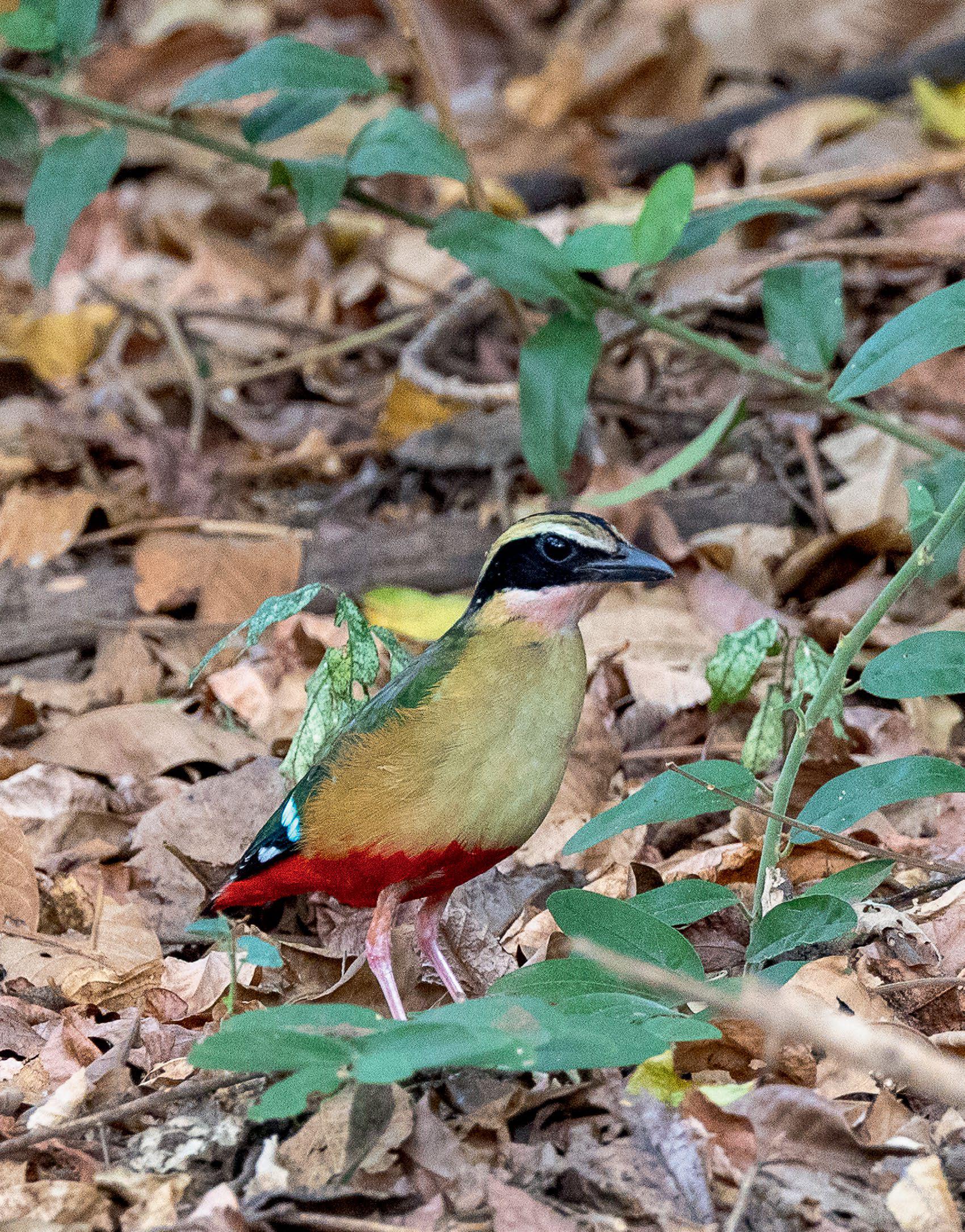 Unlocking a DIGITAL WORLD of bird stories