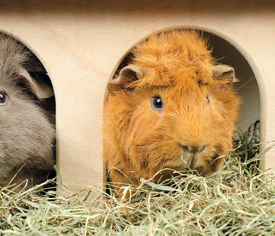 guinea pigs for dummies