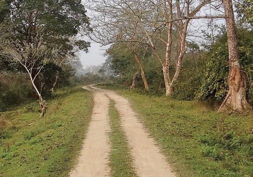 গন্ডারের ডেরায়