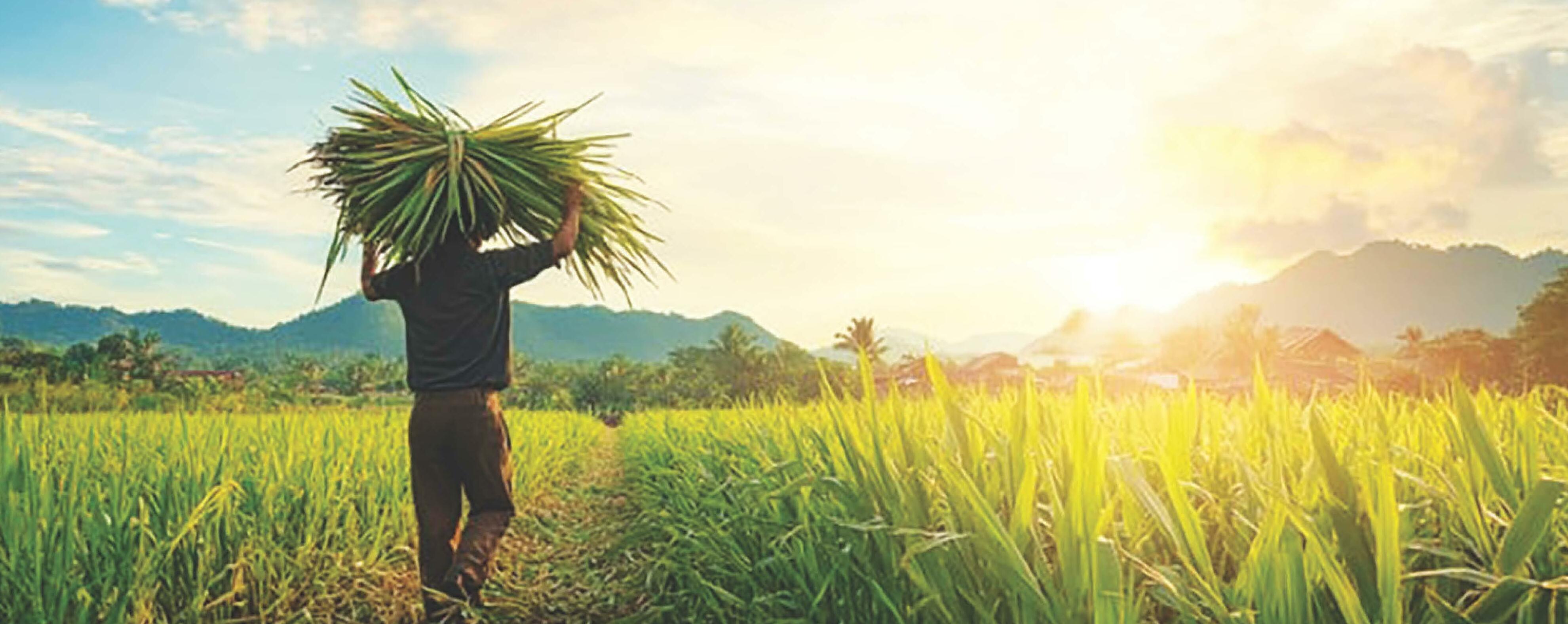 India's fields of the future: Harvesting sunlight and crops together