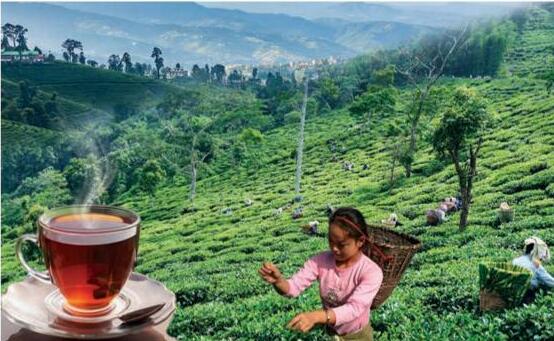 The Tea Industry must address climate vulnerability, price realization, and regulation of small growers