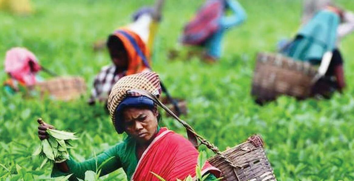 Tea industry bucks climate adversity, produces record crops in 2024-25