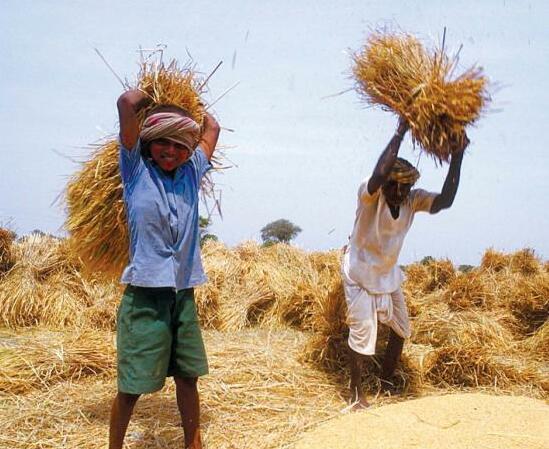 A Glut of Crops After Diwali: Farmers Face Price Pressure Amid Surplus Stocks