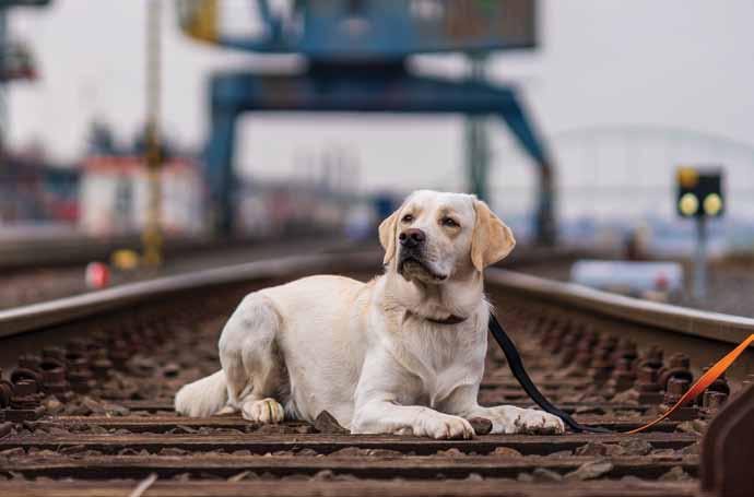 HERO ON PAWS