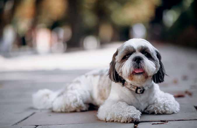 OH! HEAVENLY HAVANESE