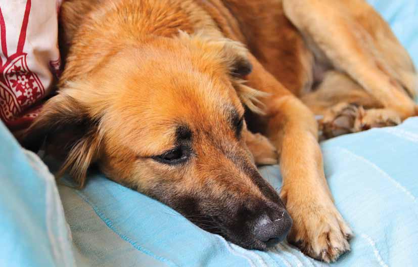 SUGAR TROUBLE IN FUR BABY