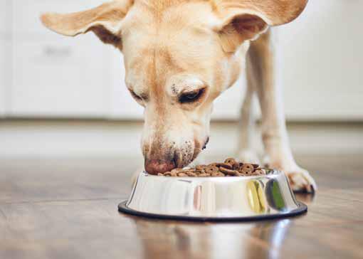 HOMEMADE DOG TREATS ON A BUDGET