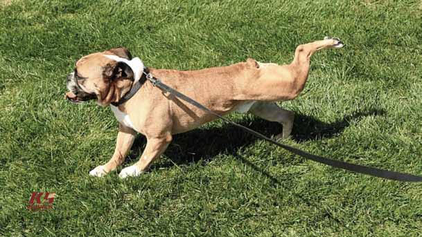 POOCH KICKING GRASS AFTER POOPING?