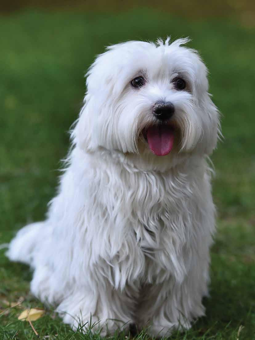 MALTESE, BIG BOMB IN SMALL PACK