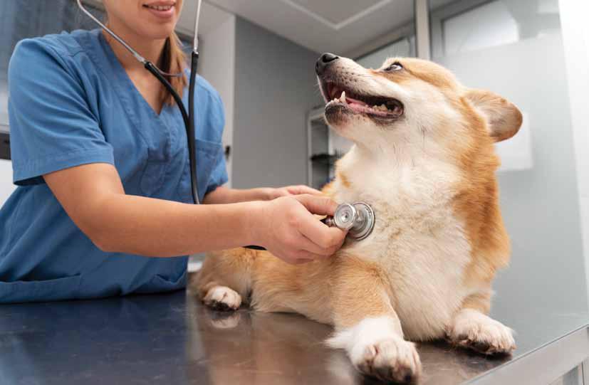 CUSHING'S DISEASE IN CANINES