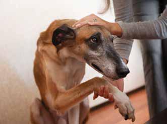 NUTRACEUTICALS FOR JOINT HEALTH