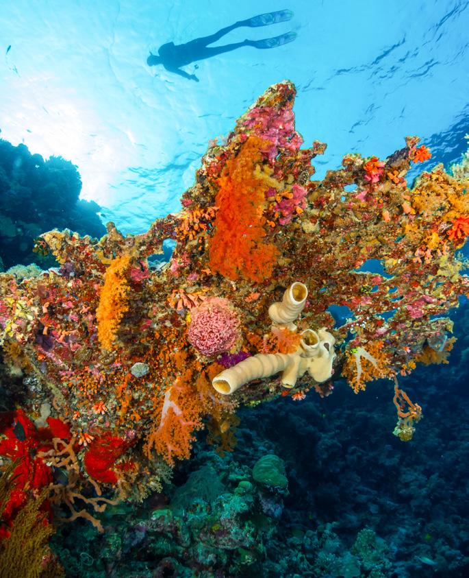 REEF, RELAX, REPEAT
