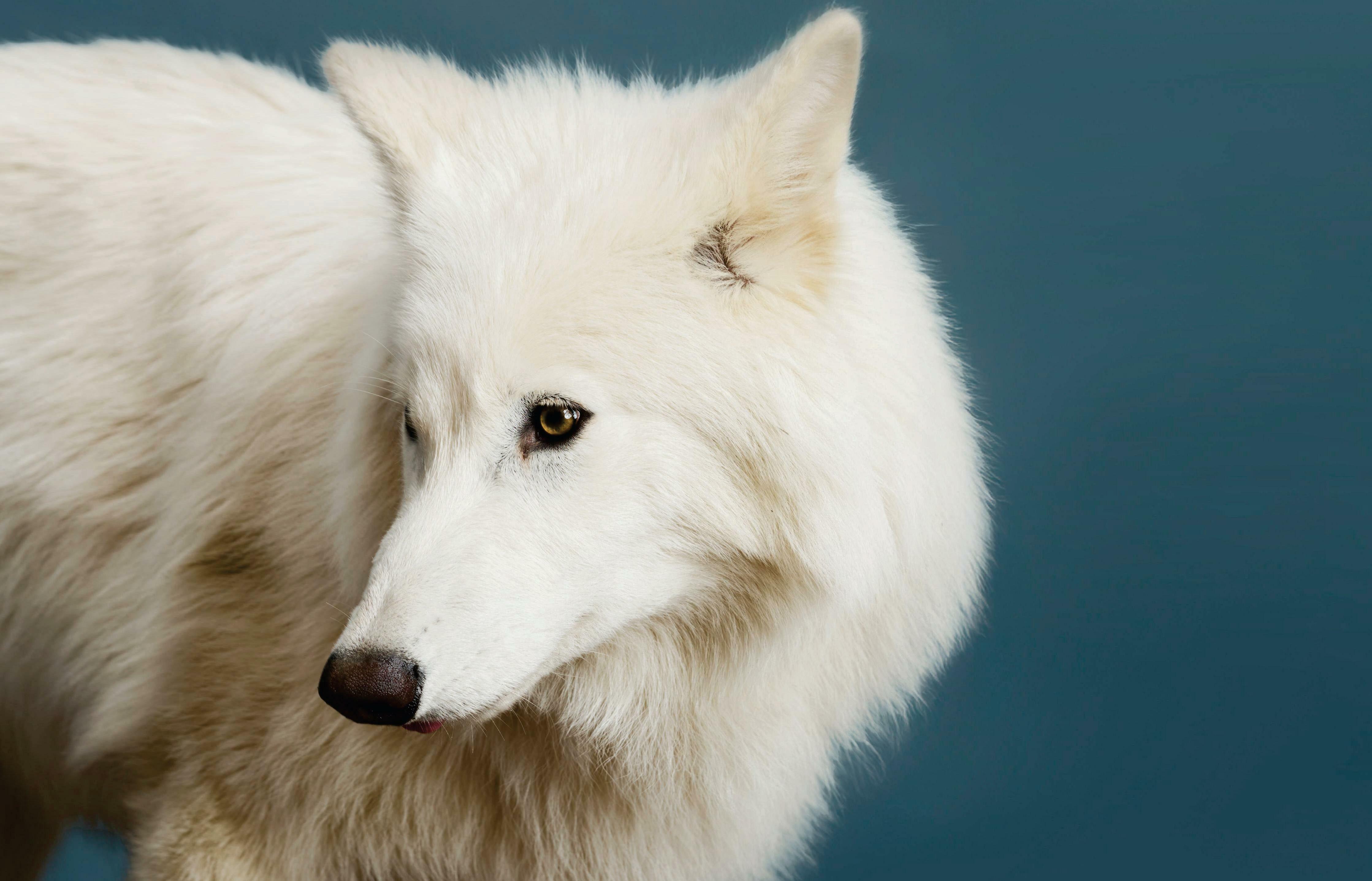 THE RETURN OF THE DIRE WOLF