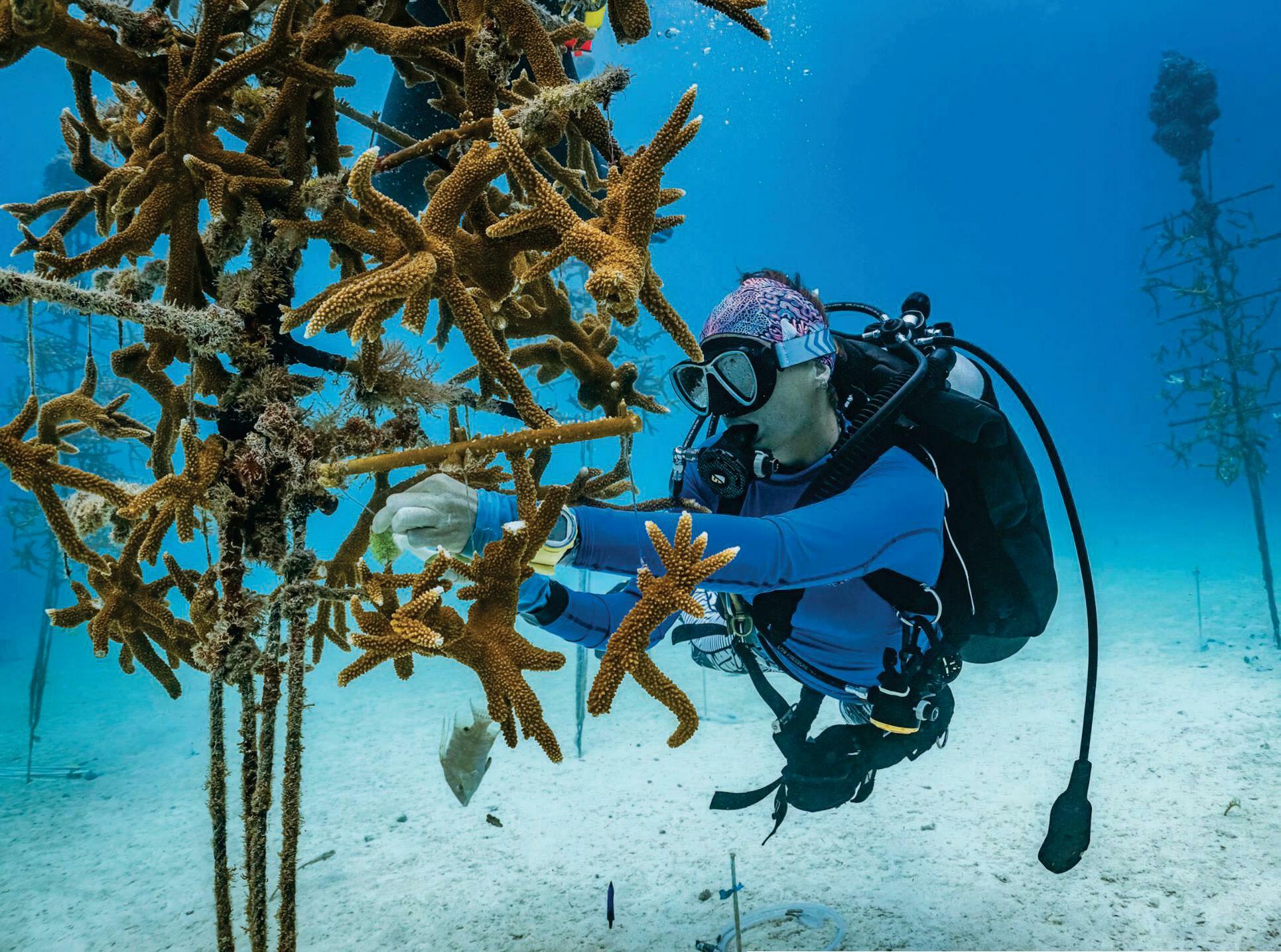 Coral Reefs In Peril