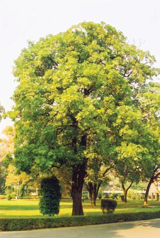 The Devil's Tree