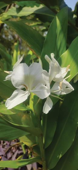 War Over a Fragrant Flower