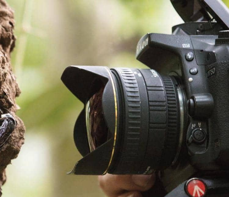 THE SEARCH FOR LOST SPECIES