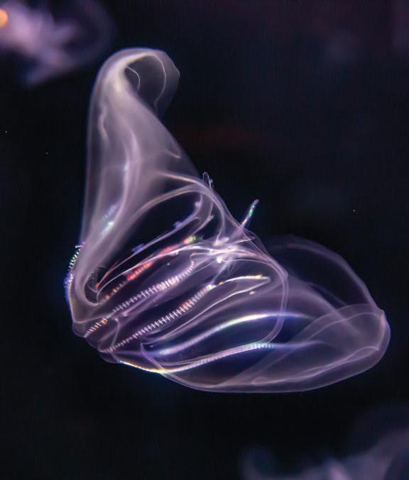 Two Comb Jellies Can Fuse Their Bodies Together to Become One