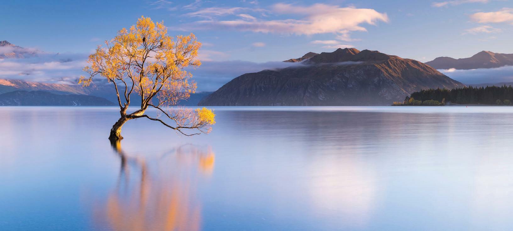 That Wanaka Tree Gets a Companion