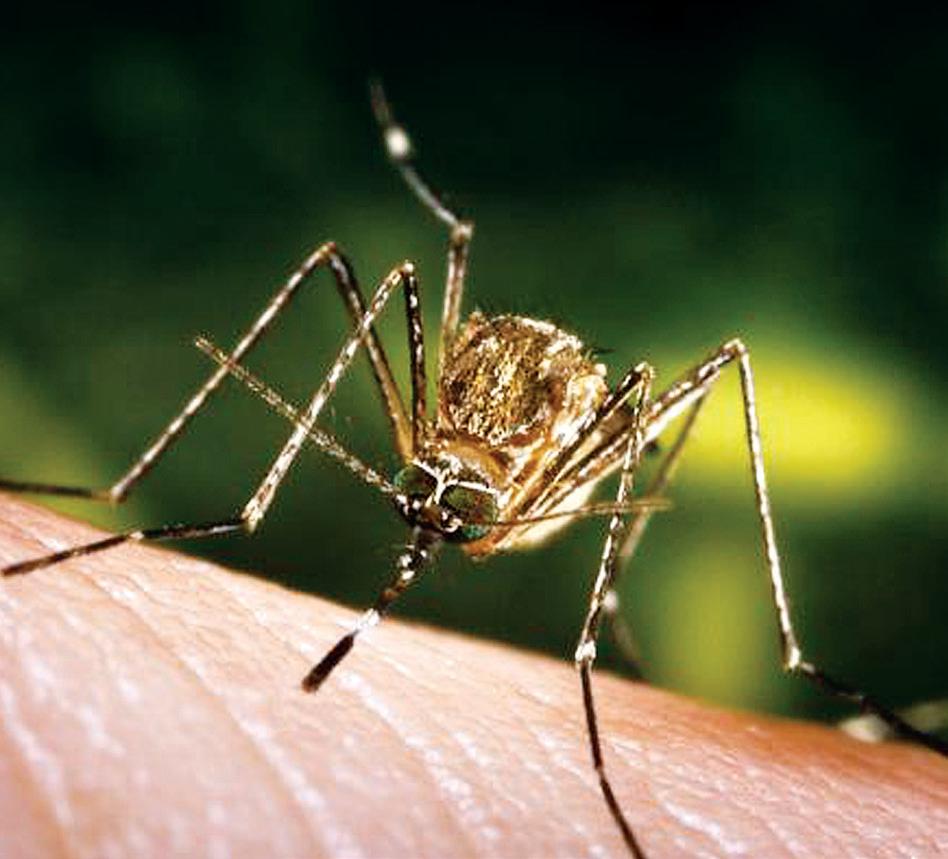 The Zika Comeback: One Vaccine, One Hope