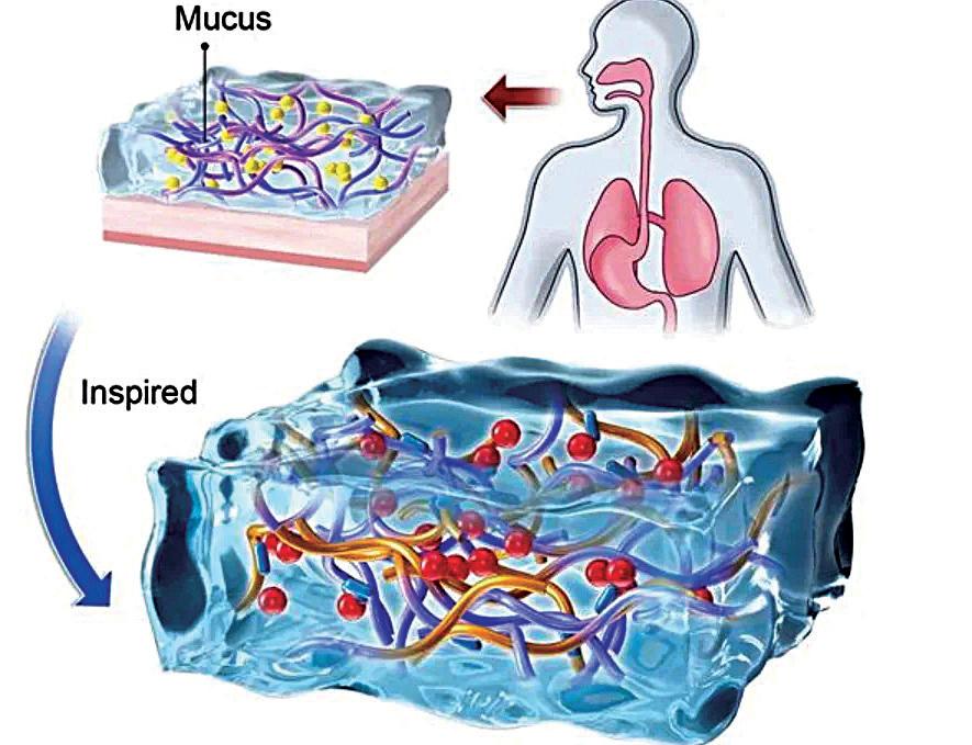 Hong Kong designs mucus-inspired hydrogel to boost gastrointestinal wound healing