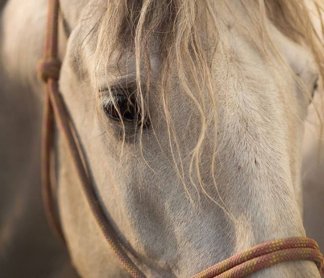 Is the Horse Oppressed?