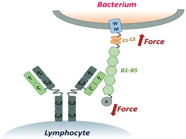 LARGEST ANTIBODY IGM FOUND TO BLOCK HARMFUL TOXINS: STUDY
