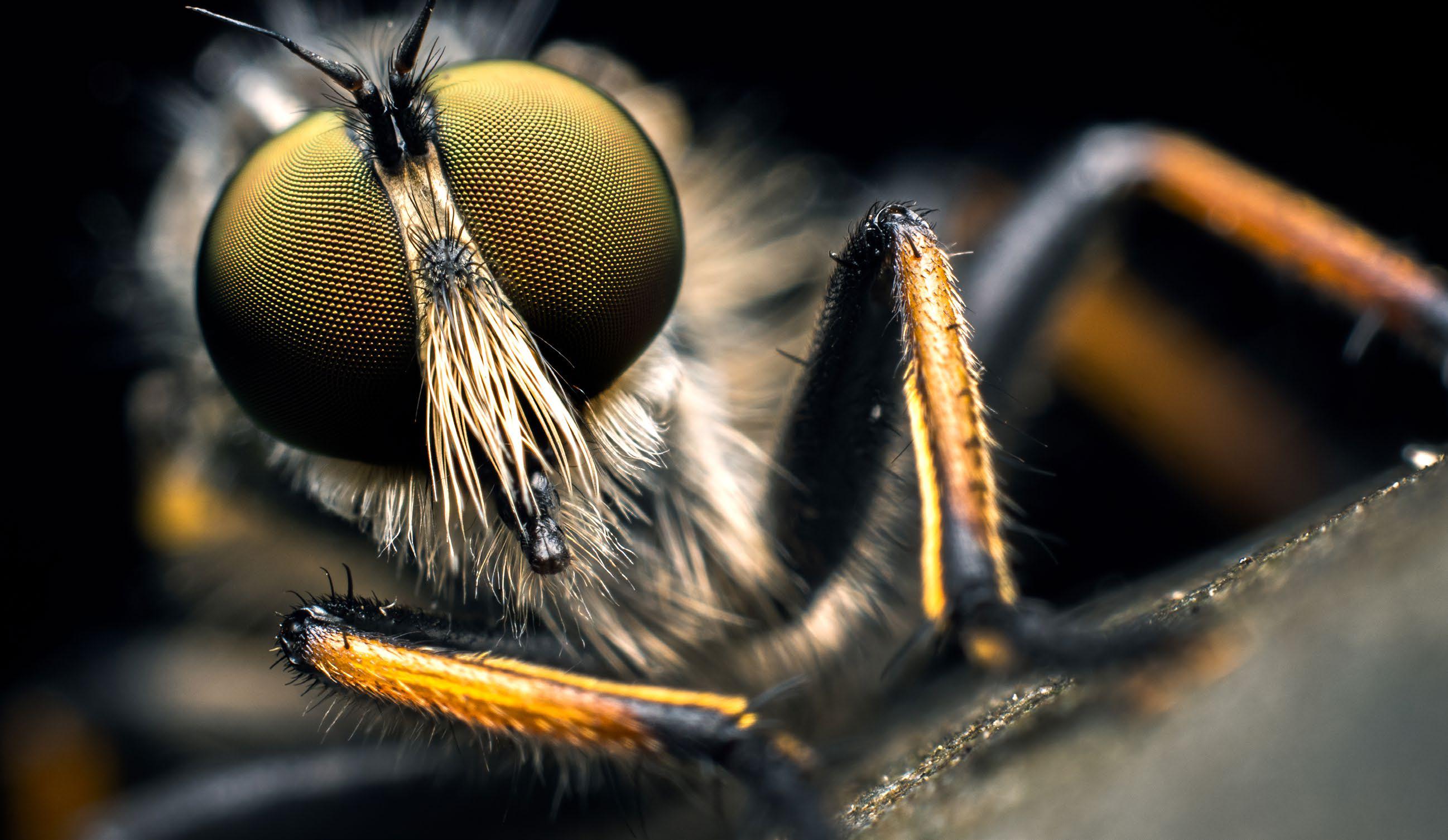 MACRO PHOTOGRAPHY FIELD TECHNIQUES