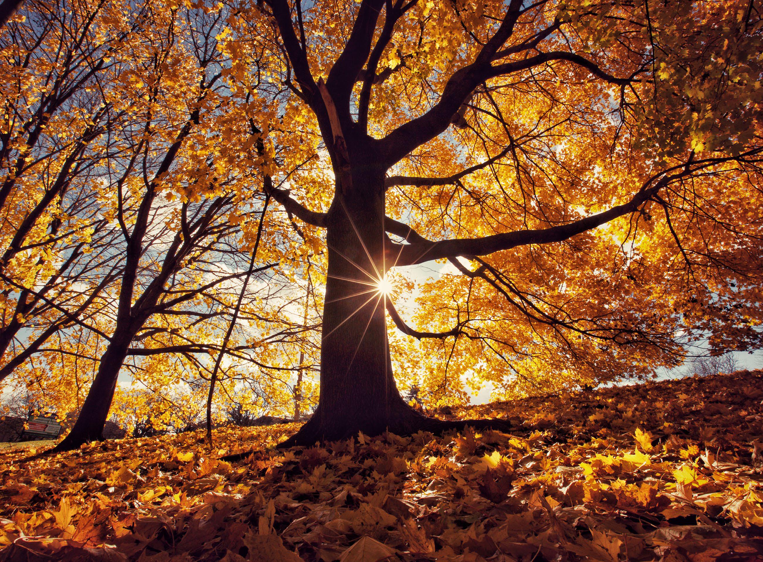 HOW TO SHOOT THE MAGIC OF AUTUMN