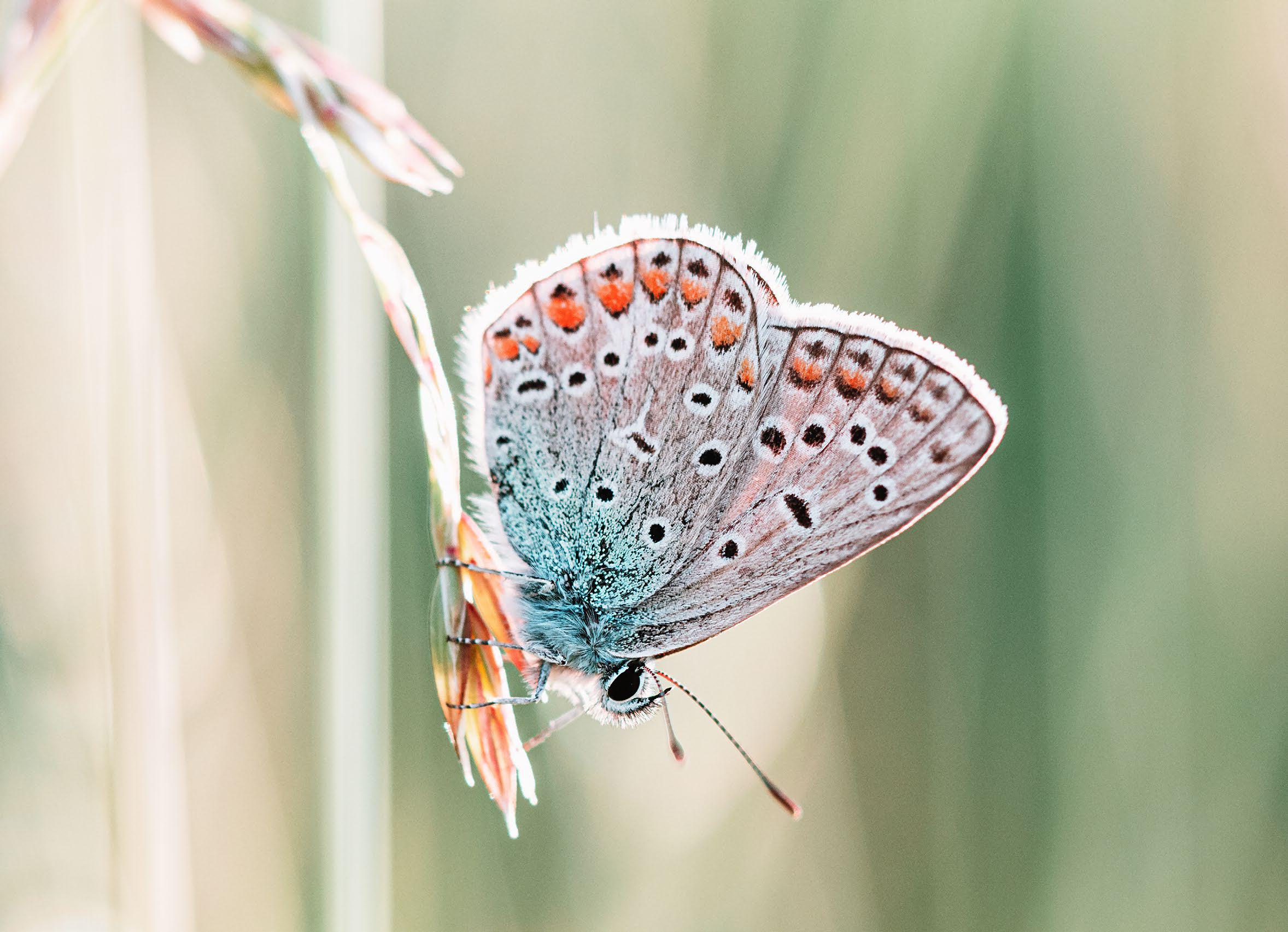 SHOOT BRILLIANT MACRO ON A BUDGET