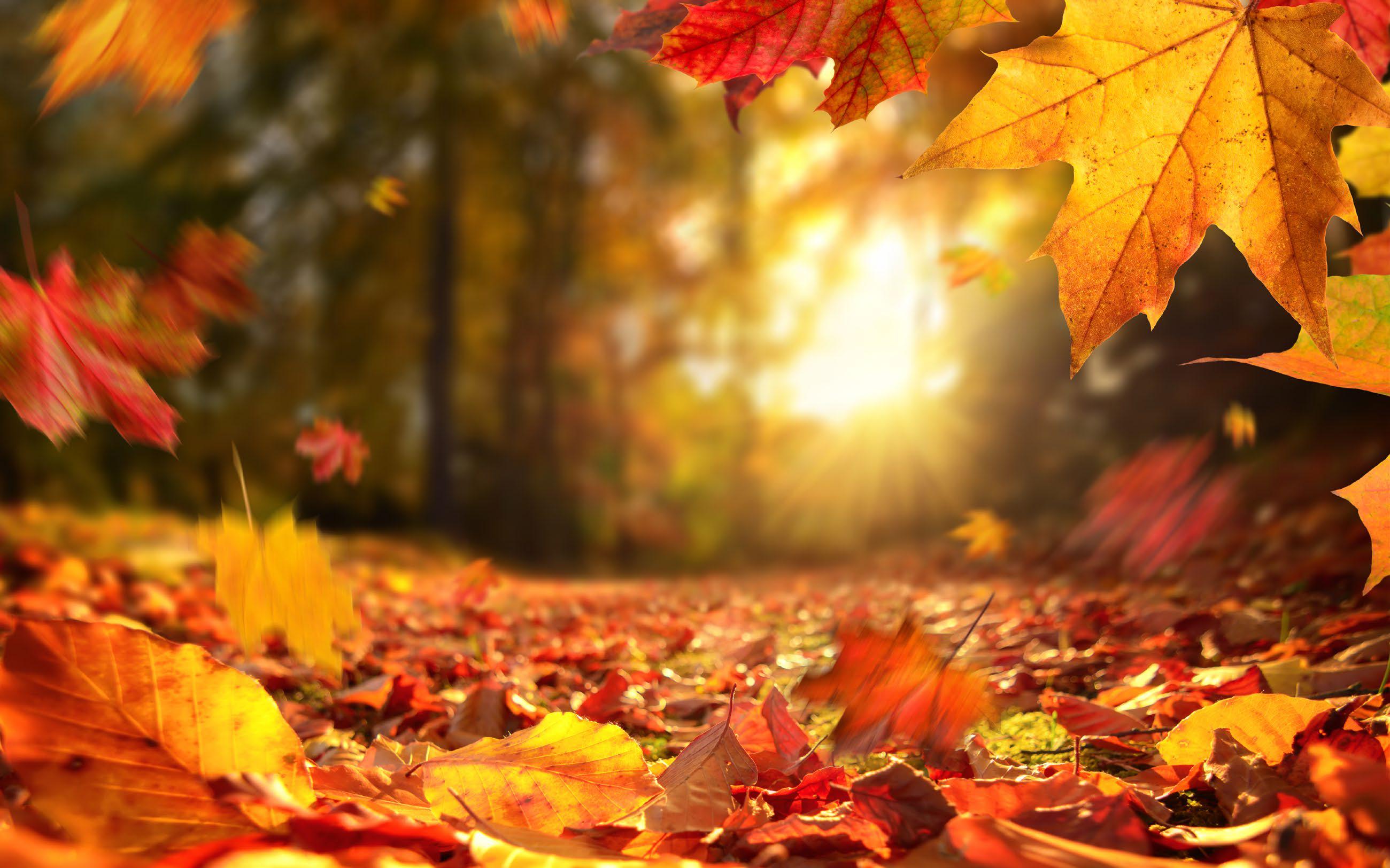 THE ULTIMATE GUIDE TO AUTUMN