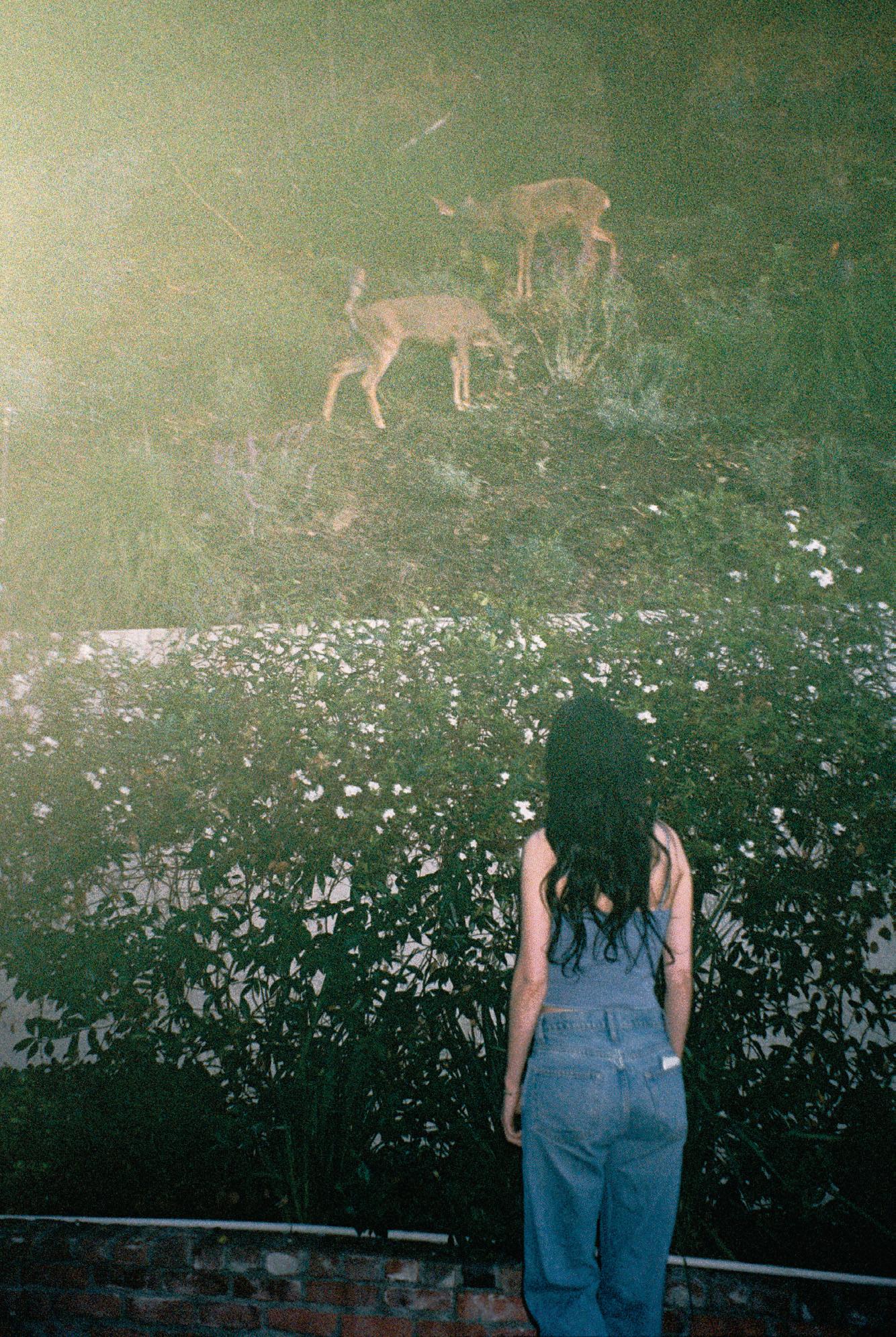 DEER DIARY