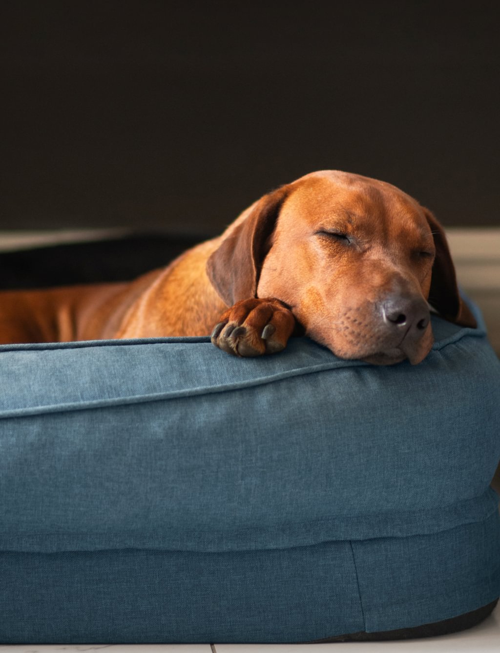 FRESHEN UP YOUR PUP'S BED