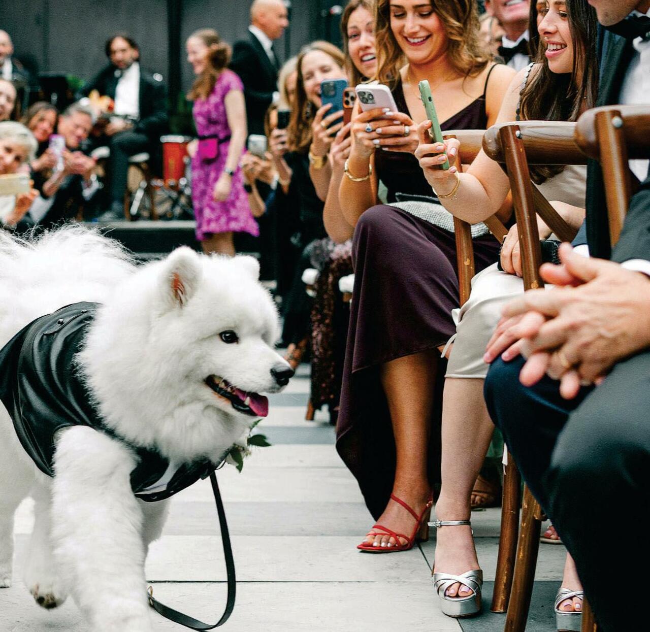 Couple's Internet Celebrity Dog Is the Star of Their Wedding