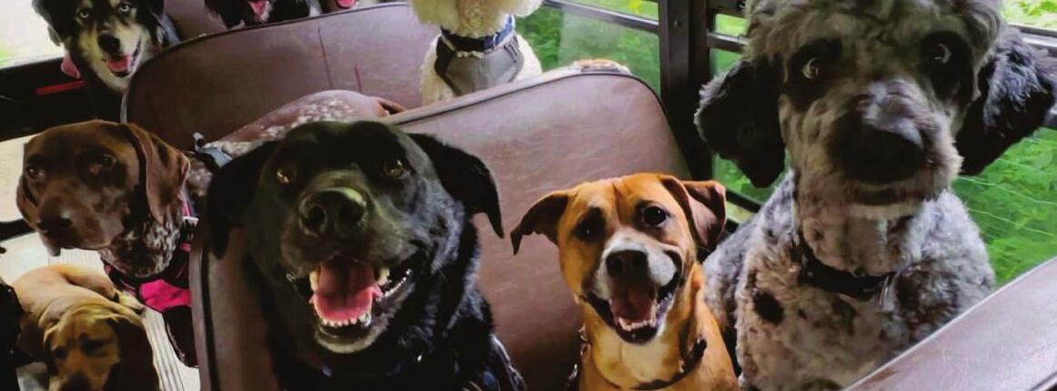 Dogs Ride School Bus for Daily Adventures