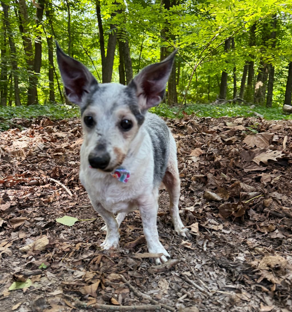 HENRY THE 25-YEAR-OLD DOG A Canine Super Senior With a Mission