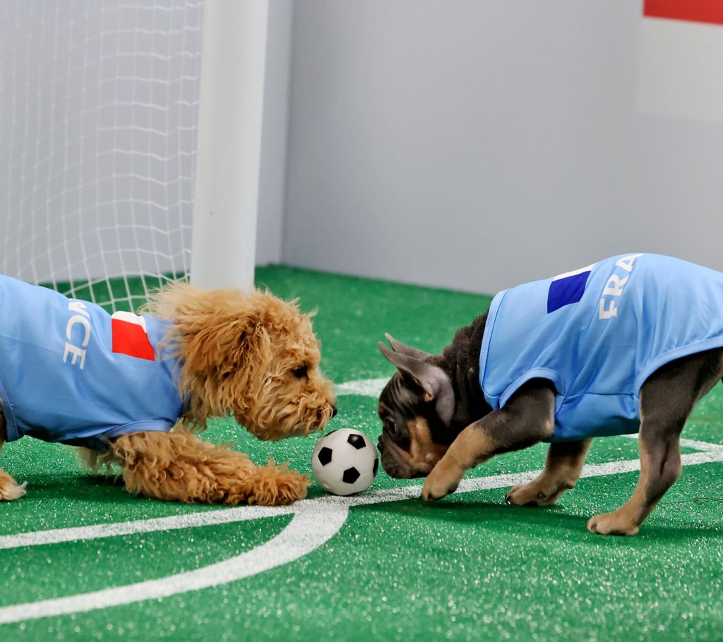 Pups Face Off in World Cup-Inspired Competition