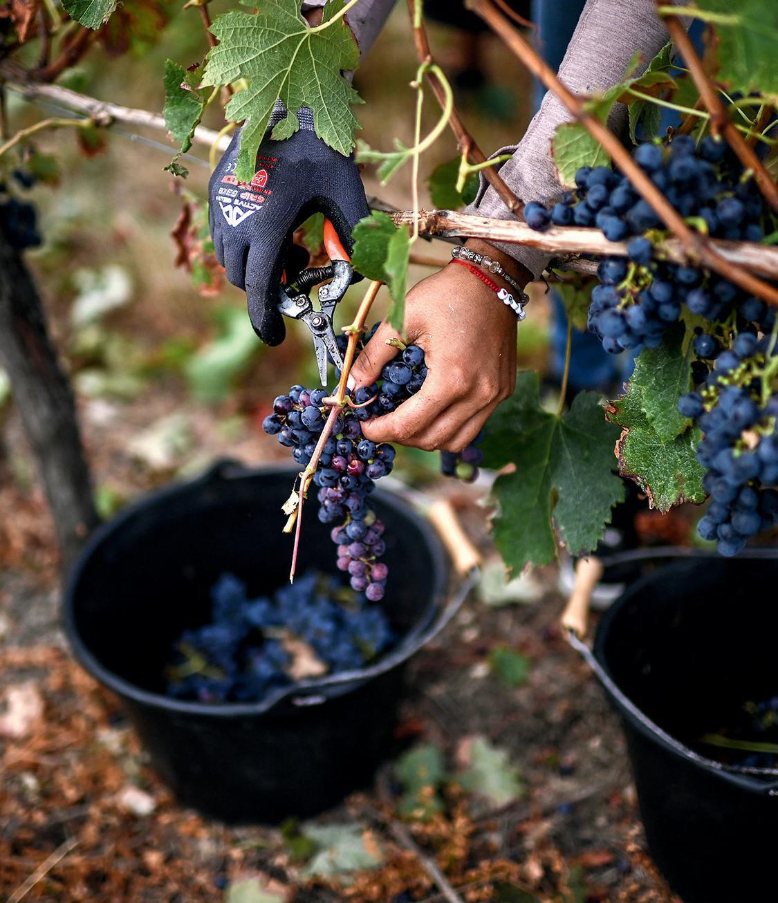 WINE TARIFF THREATS AND GEN Z SOBRIETY HAVE PUT BORDEAUX ON RED ALERT