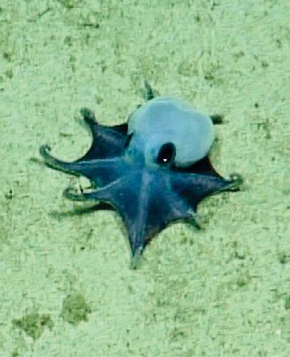 Blue octopus