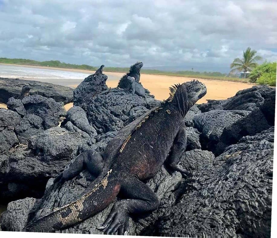 Locked down on the Galápagos Islands