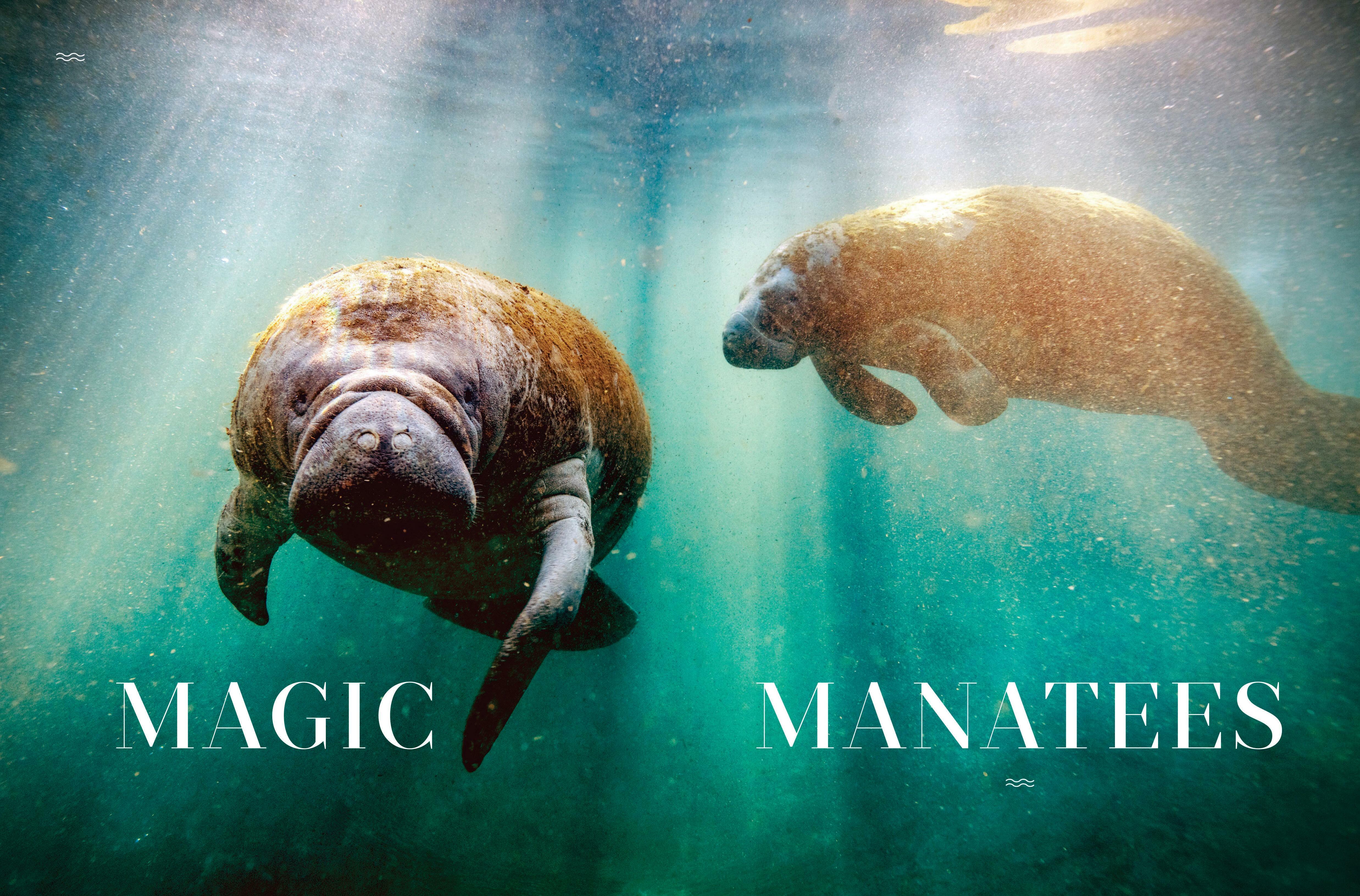 the MAGIC of MANATEES