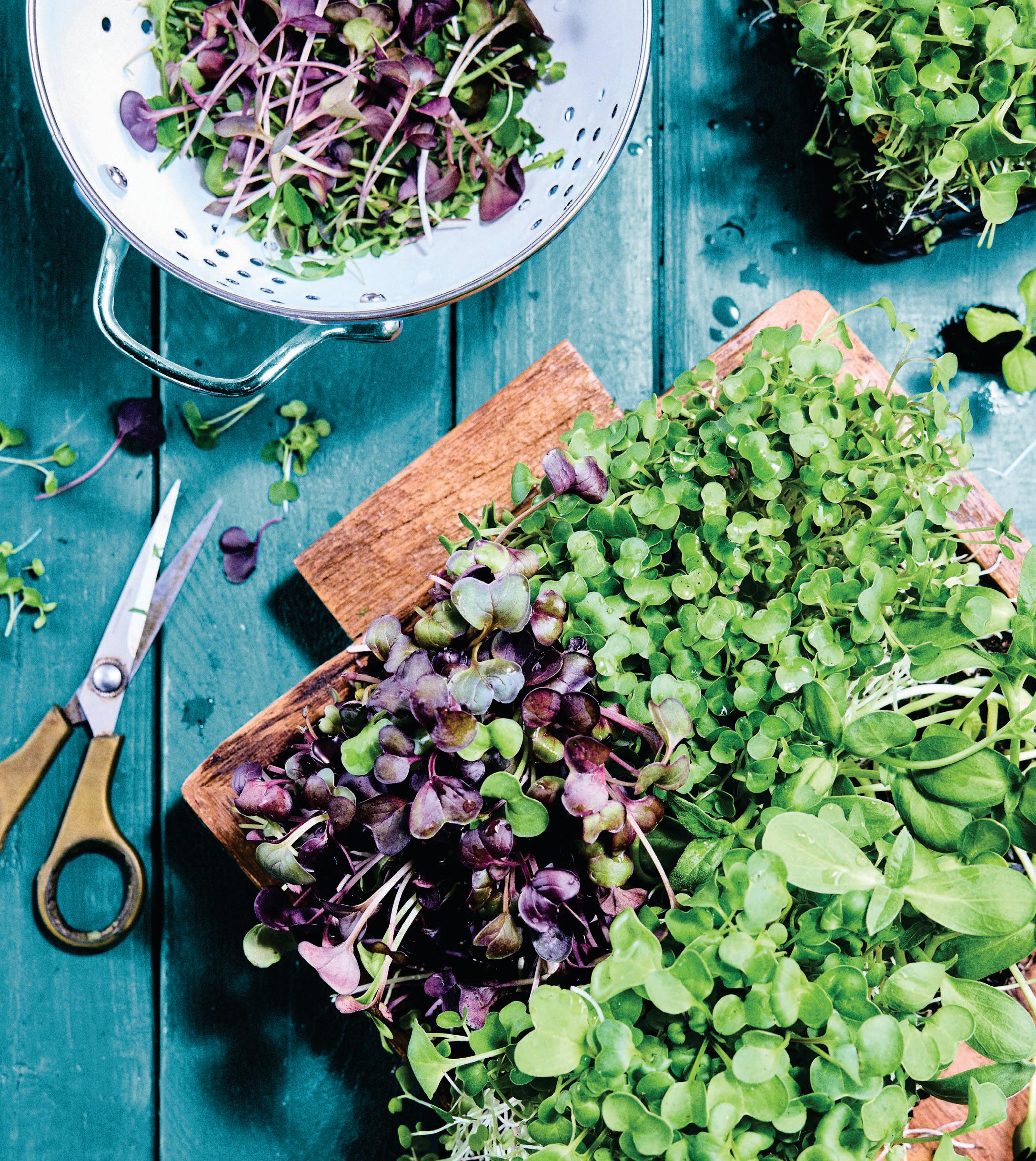 Big Dreams and Microgreens