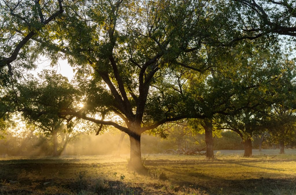 Where the Mother Pecan Lives On