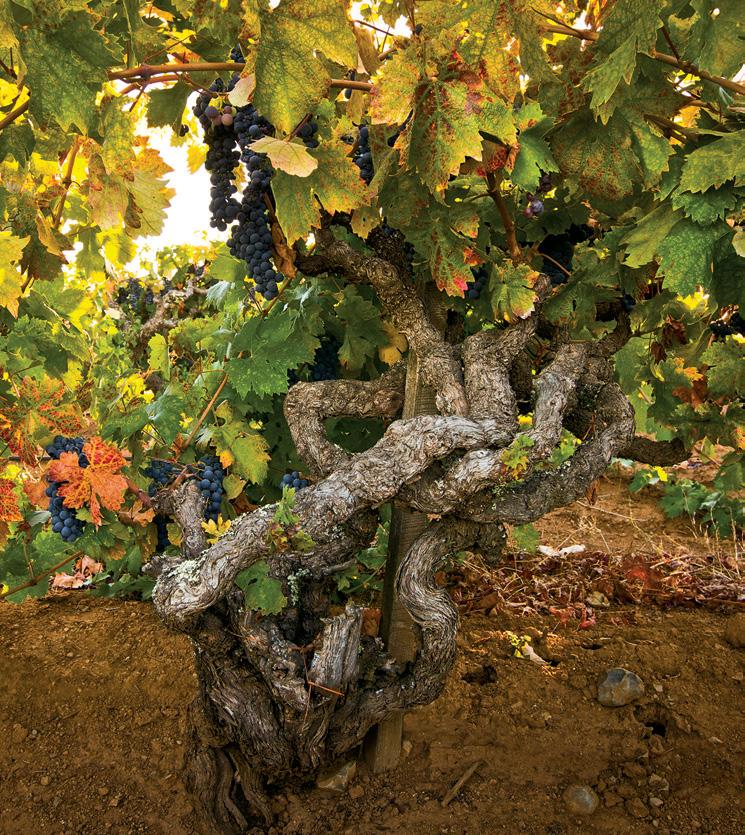 ZIN VINEYARDS AT 100 YEARS... AND COUNTING