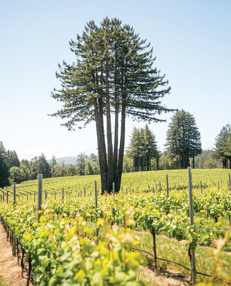 SENSES: IN THE HEART OF WEST SONOMA COAST