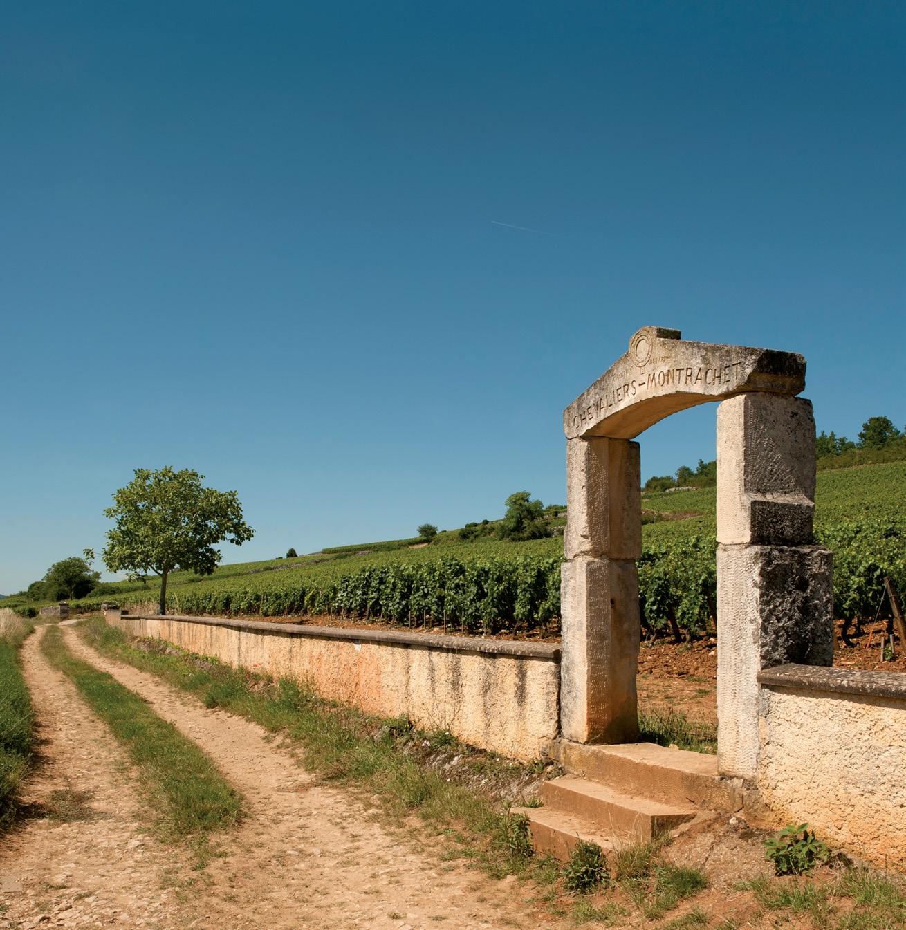 DIFFERENT SHADES OF WHITE BURGUNDY