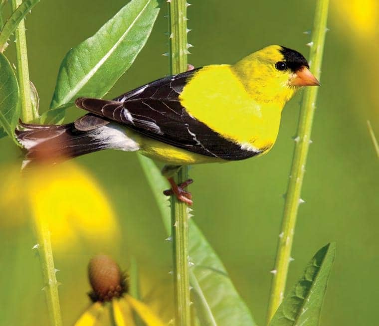 Get to know Goldfinches
