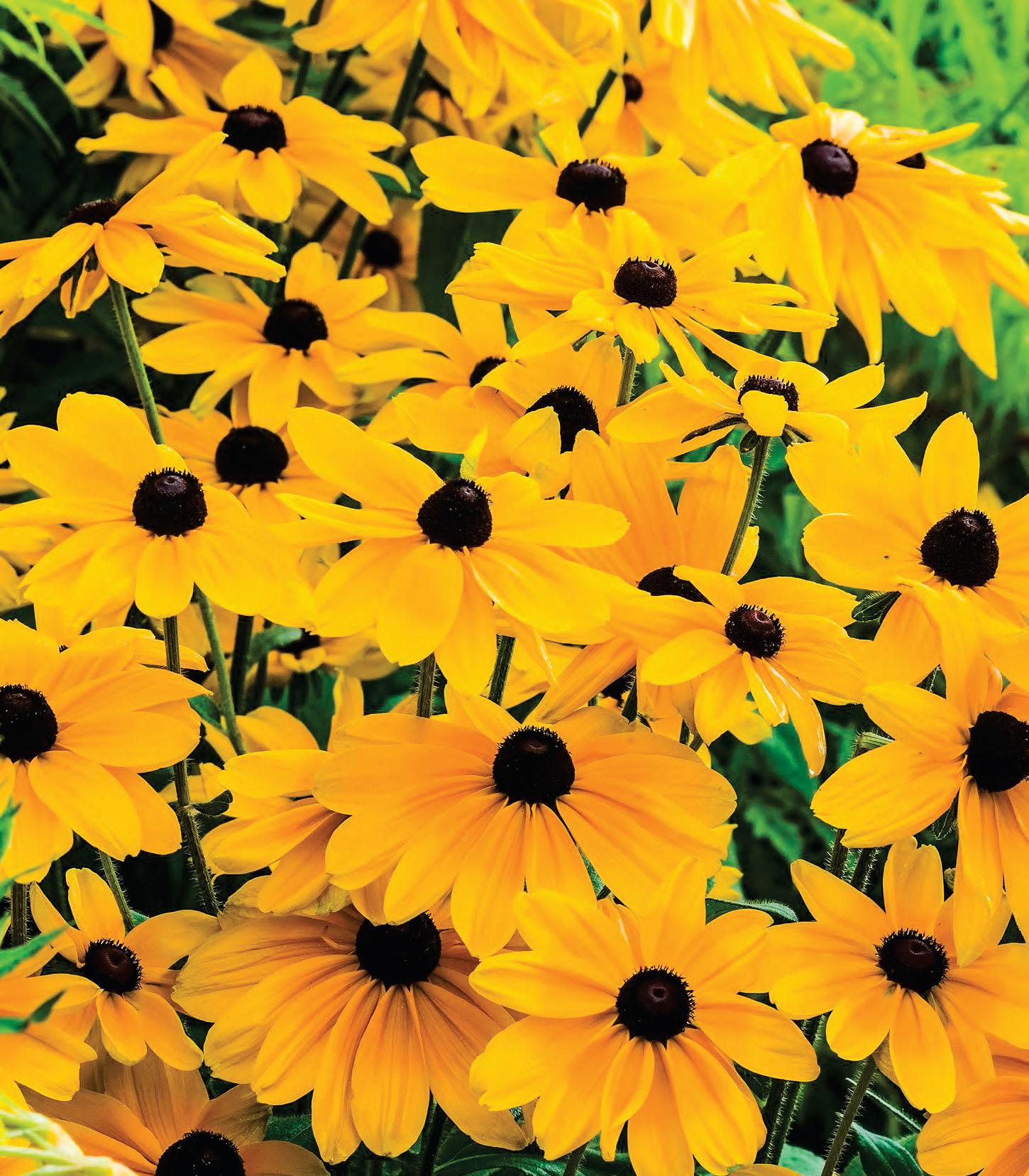 Late Bloomers to Love