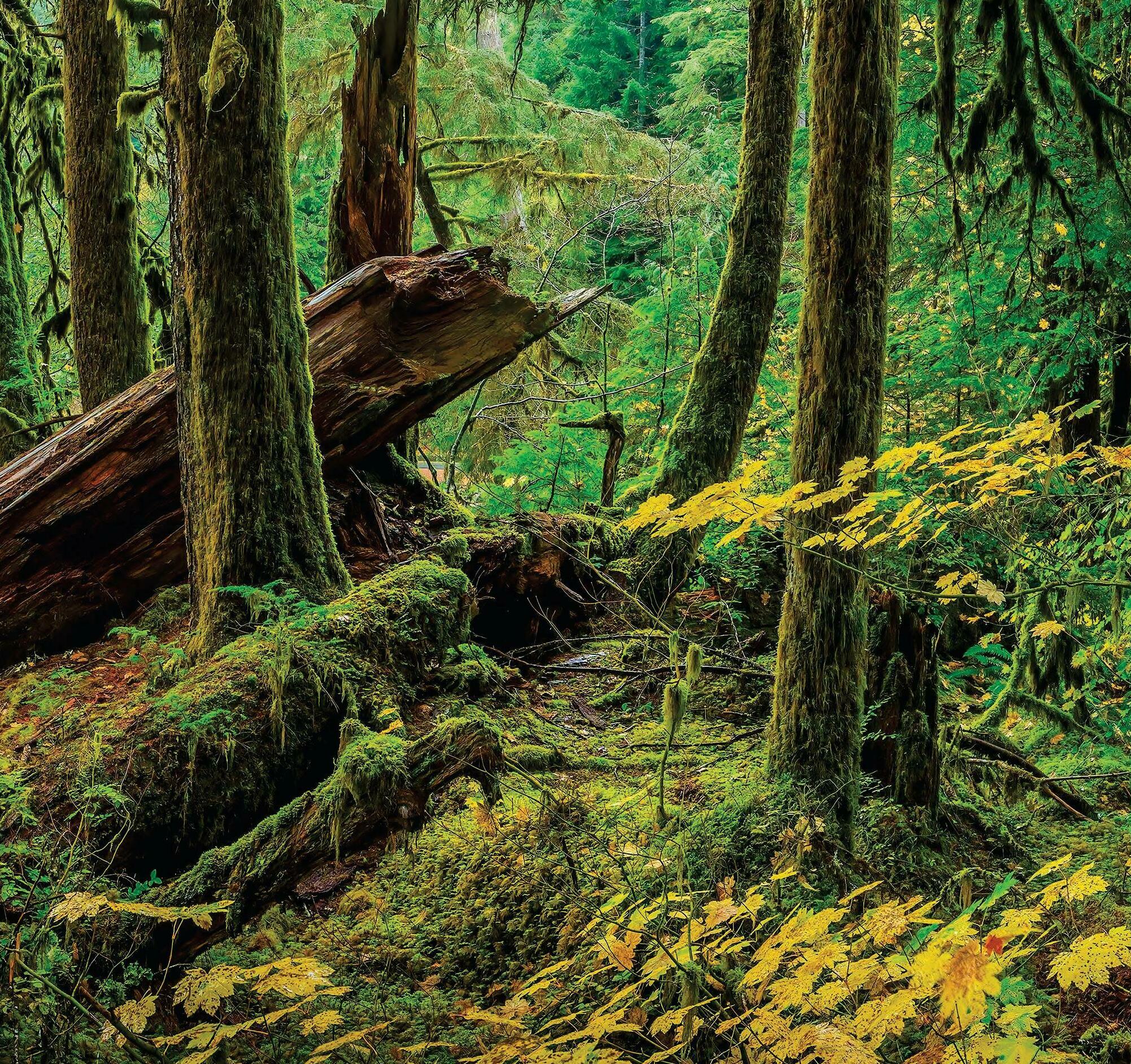 Tales from the UNDERSTORY